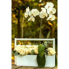 Orquidea