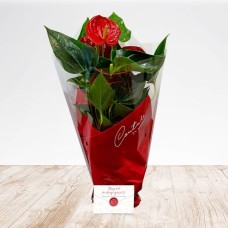 Anthurium Heart Flower