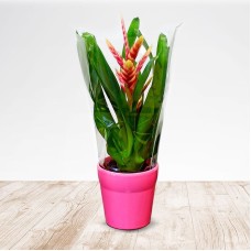 Bromeliad