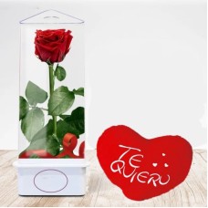 Eternal Bouquet 5R