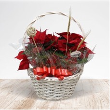 Great Poinsettia Basket