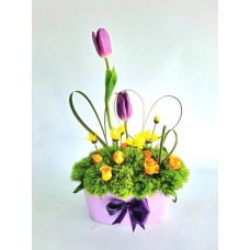 TULI002-TULIPS