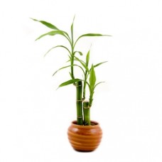 Lucky Bamboo