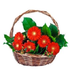 Basket With Gerbera - 1