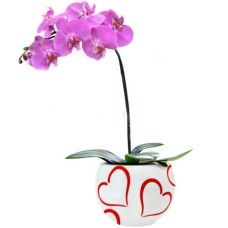 Pink Orchid