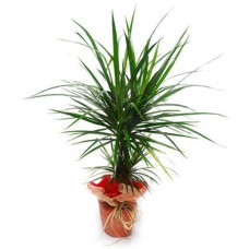 Dracaena