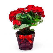 Red Begonia