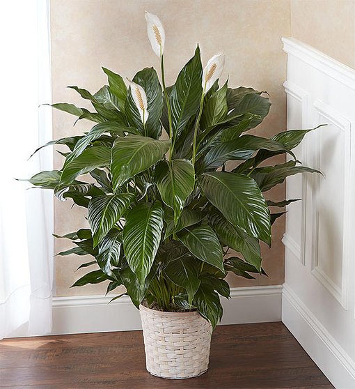 Peace Lily Plant (Medium)