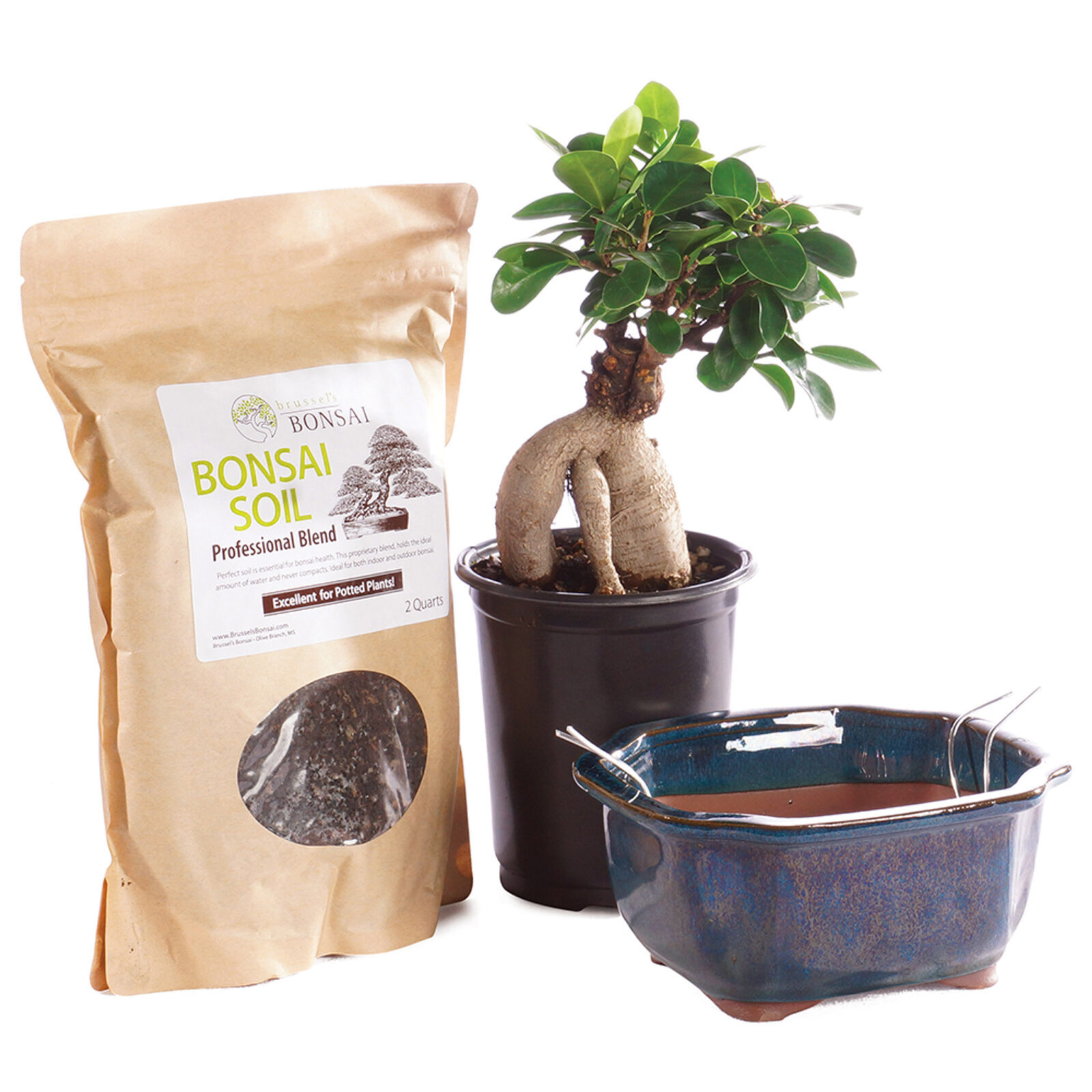 Gensing Grafted Ficus
