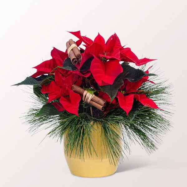 Red Poinsettia with 2 Ferrero Rocher