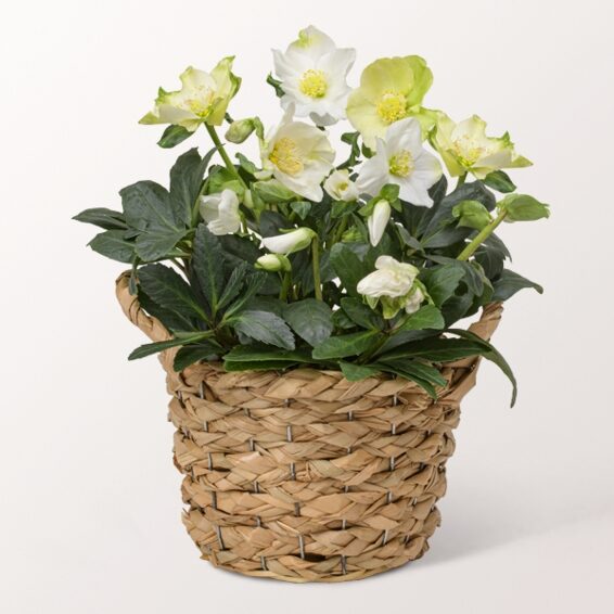 Arrangement Schneeglück