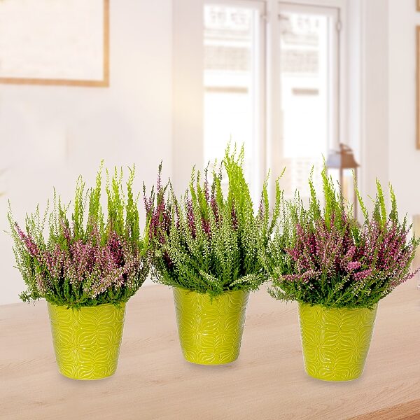 Set of 3 Heather (Calluna Gardengirls)