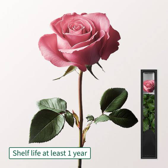 Pink, long-lasting Rose with Stem