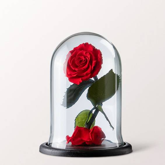 Eternal rose in a glass