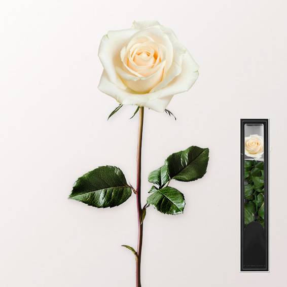 White, long-lasting Rose with Stem