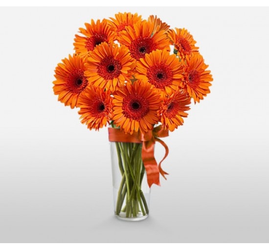 Gerbera Fantasy (Basic)