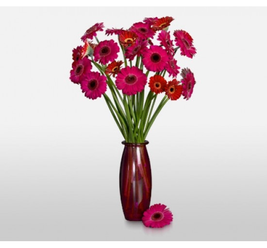 Gerbera Rays (Basic)