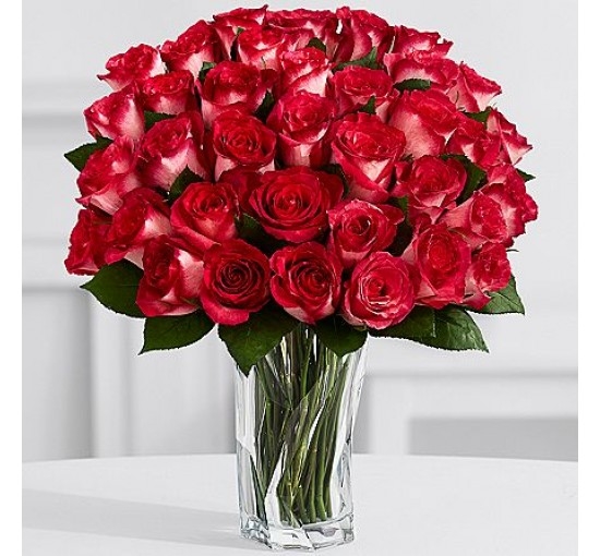 Rosy Velvet Roses
