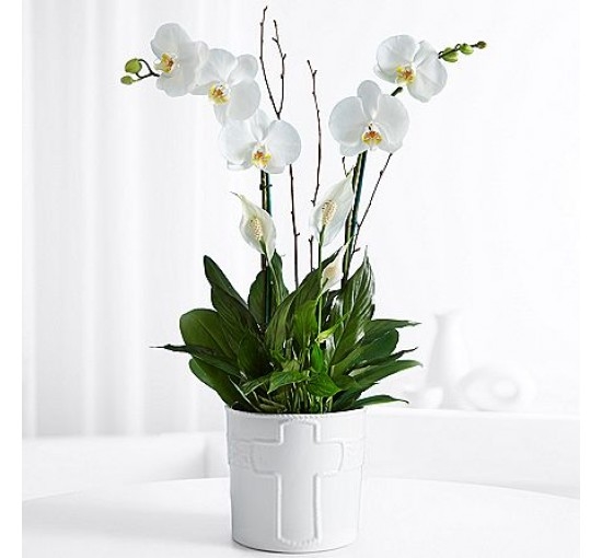 Long Life Orchid (Basic)