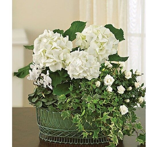 Tranquil White Garden