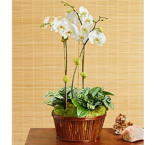 White Orchid Bamboo Garden