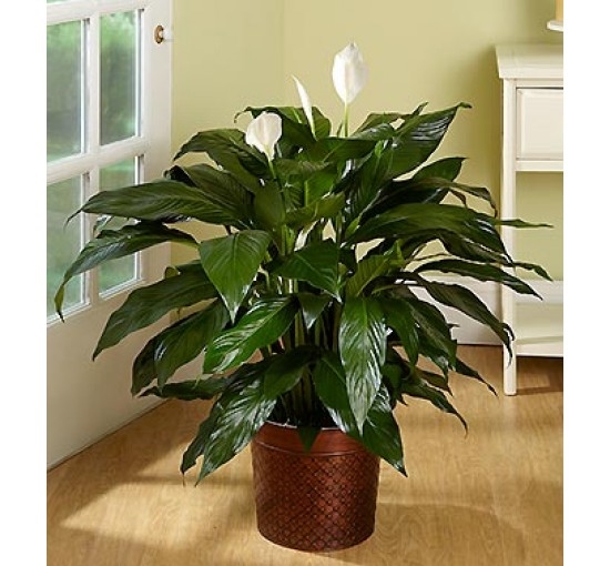Lily on top Floor Plant (Basic)