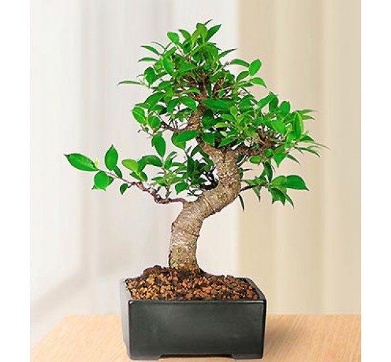 Golden Gate Bonsai (Basic)