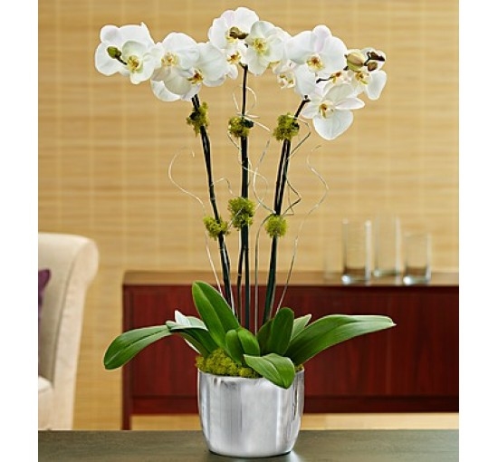 Silver Celebration Orchid (Basic)