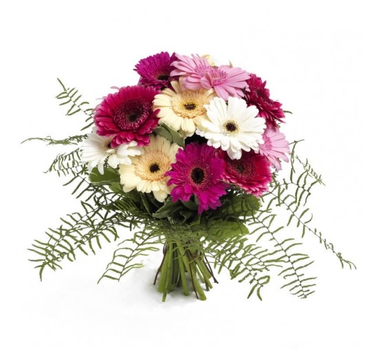 Gerberas magic (Basic)