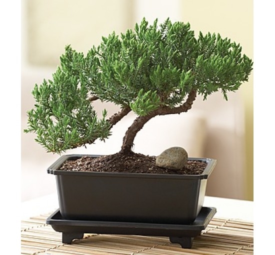 Juniper Bonsai (Basic)