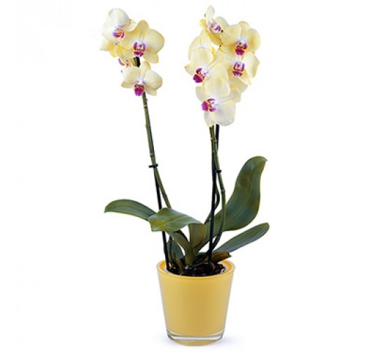 Jealous Orchid (Basic)