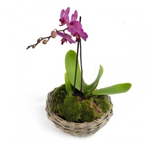 Dendrobium Orchid (Basic)