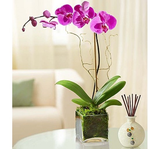 Elegant Orchid (Basic)
