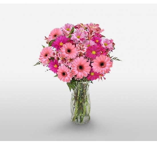 Lovely Pink Gerberas (Basic)