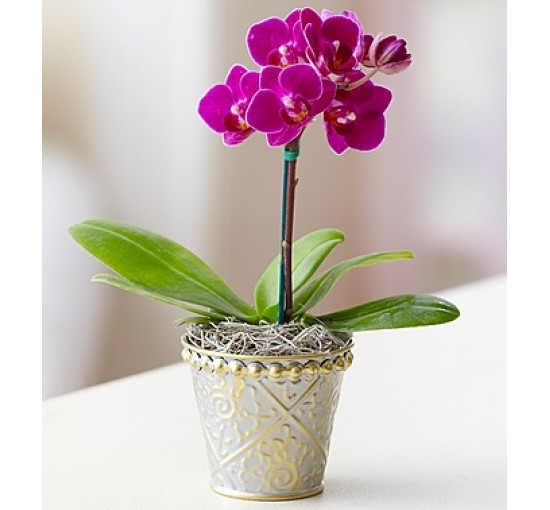 Mini purple Orchid (Basic)