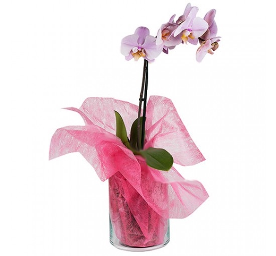 Pretty Orchid (Basic)