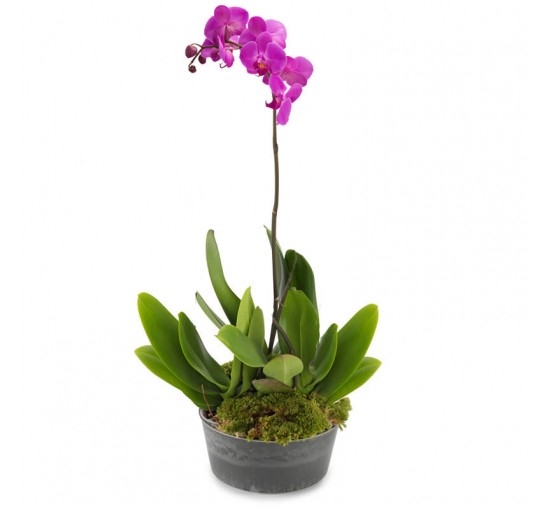 The Wonder of Orchids (Basic)