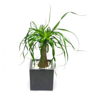 Beaucarnea