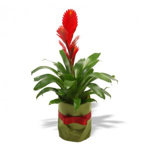 bromeliad