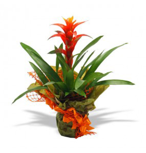 guzmania