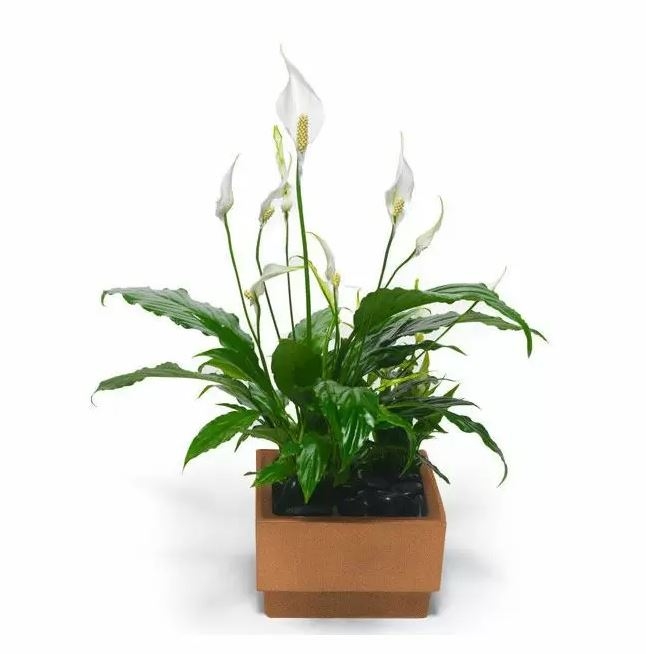 peace lily