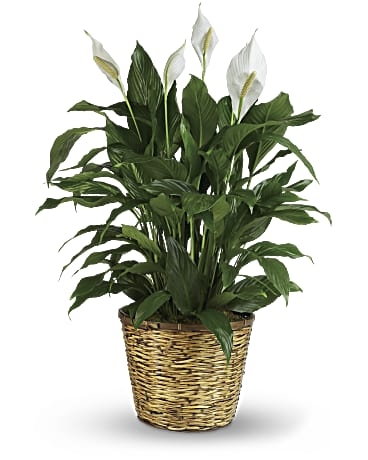 Simply Elegant Spathiphyllum (Peace Lily) - Large