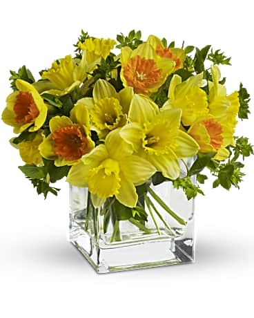 Giftblooms Daffodil Dreams (Standard)