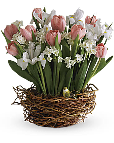Tulip Song (Standard)