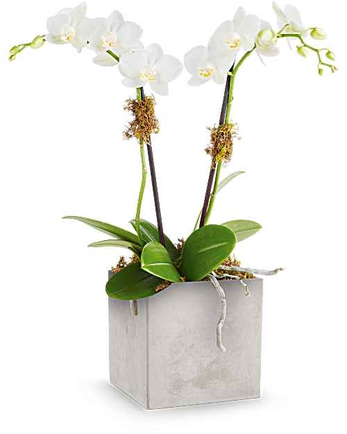 Orchid Artistry