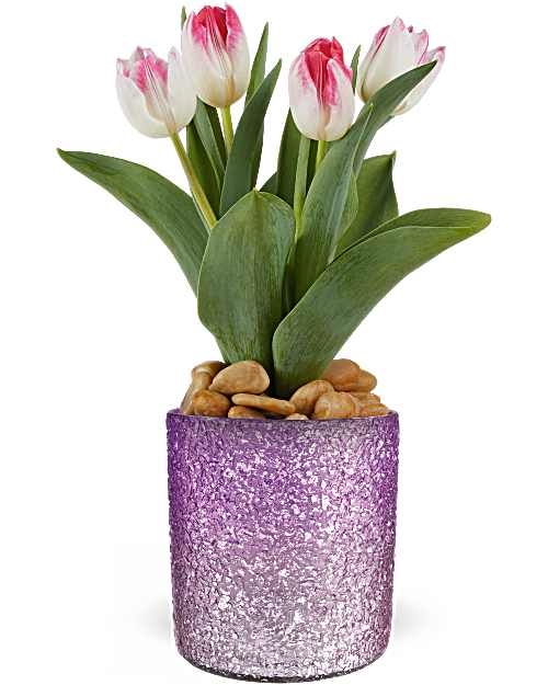 Giftblooms Dreamy Tulip Plant