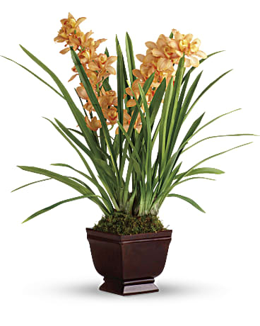 Regally Yours Orchid