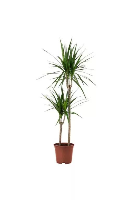 Dracaena Marginata