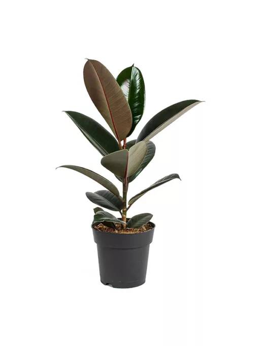 Ficus Elastica Abidjan (With Pot)