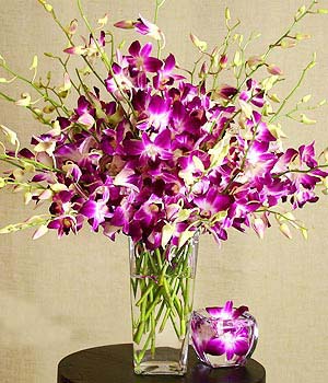 Elegant Orchids